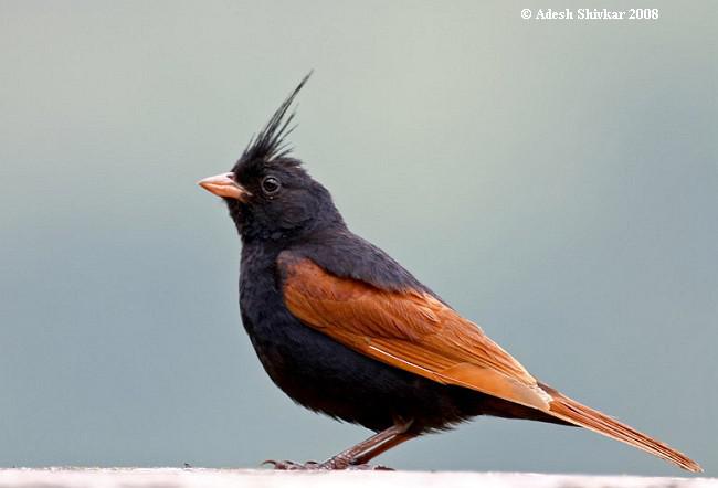 凤头鹀 凤头鹀的图片