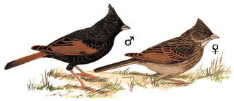 ��ͷ�c����̬����ͼ