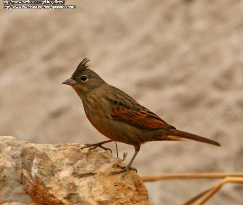 ��ͷ�c������Ӱ���ã�����ص㣺���� �����У�����ʱ�䣺20070310