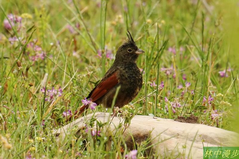 ��ͷ�c������Ӱ��������