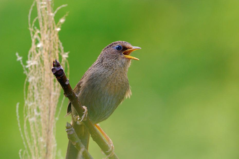 台湾画眉 台湾画眉的图片