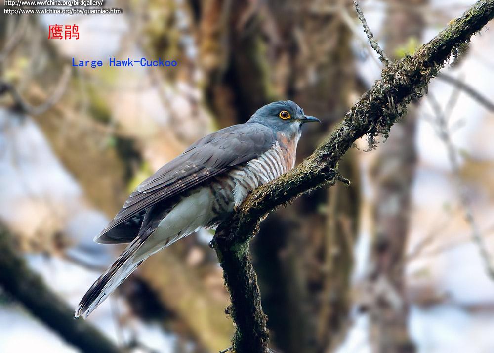 鹰鹃 鹰鹃的图片