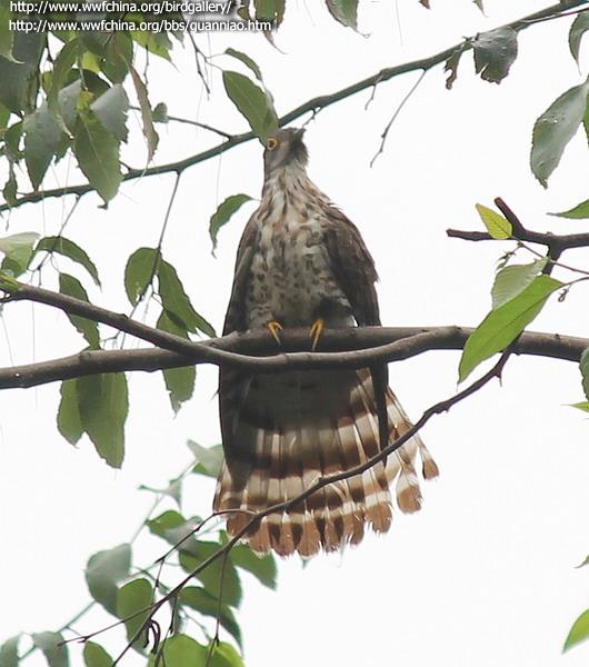 ӥ�飺�ǳ���