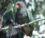 ������˹������