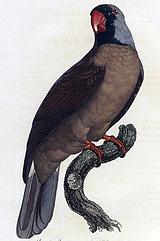 ��˹����������