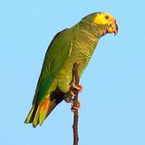 ��ͷ�и���