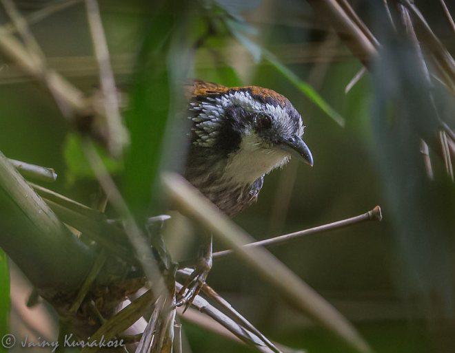 奥氏穗鹛 奥氏穗鹛的图片