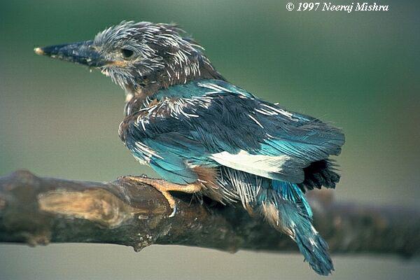 ������䣺���񣨱��굼�³����ˣ�