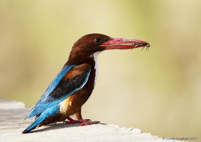 �������