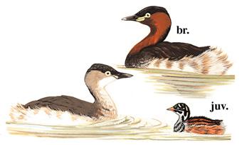 С�G�f����̬����ͼ