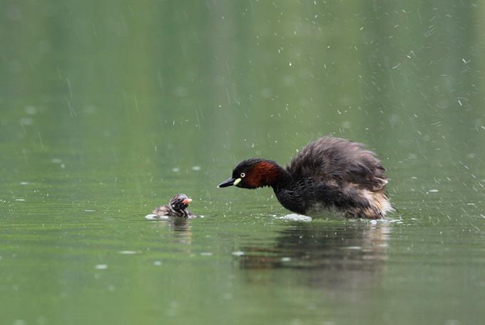 С�G�f��ֳ������