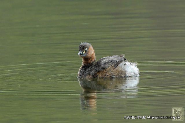 С�G�f�Ƿ�ֳ�𣨶���