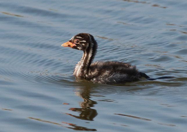 С�G�f������