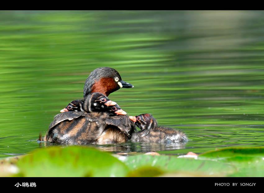 С�G�f���񣬴���ͷ�ƣ�������Ȼ֮����