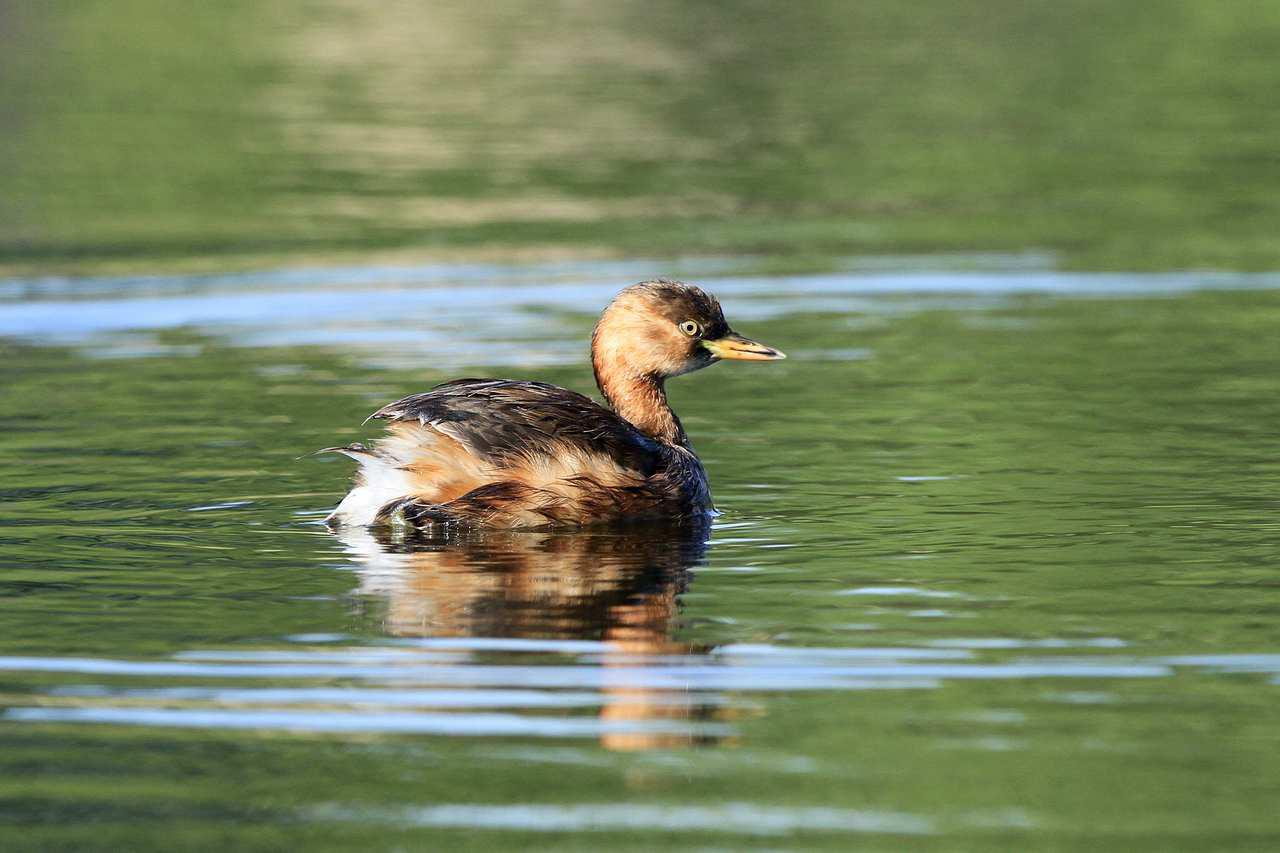 С�G�f�ǳ������ߴ���������2011:09:26