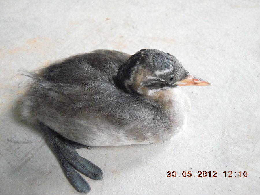 ���Ѿ�����С�G�f����Ϊ��Ӧˮ�����ˮ��Ľ��붼�ܿ�