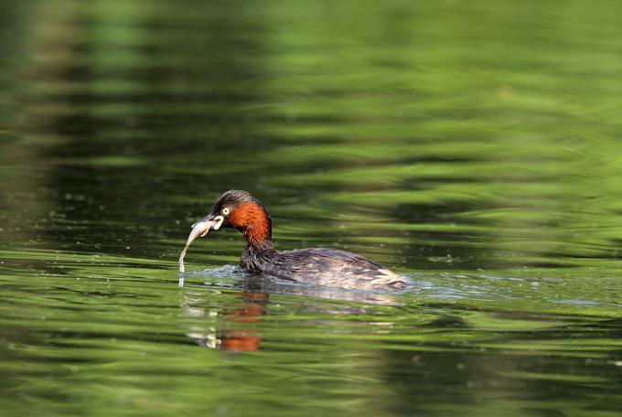 С�G�f����