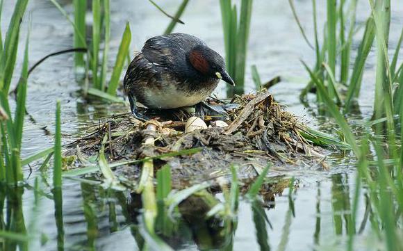 С�G�fλ��ˮ���ϵĵĳ�