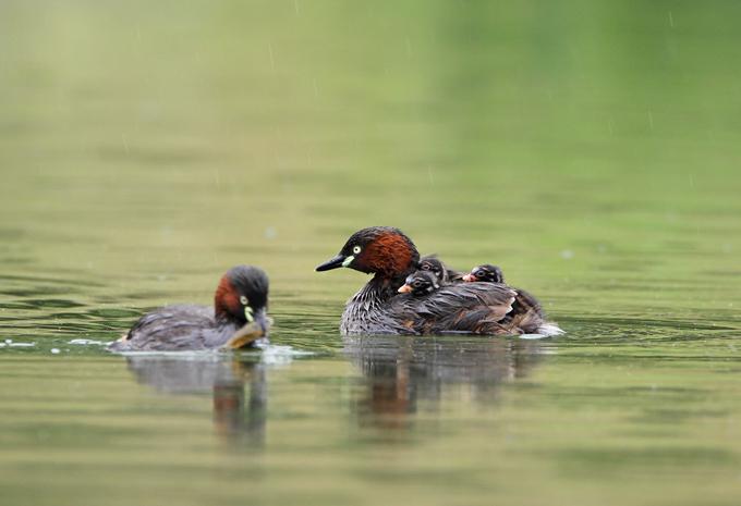 С�G�fһ����