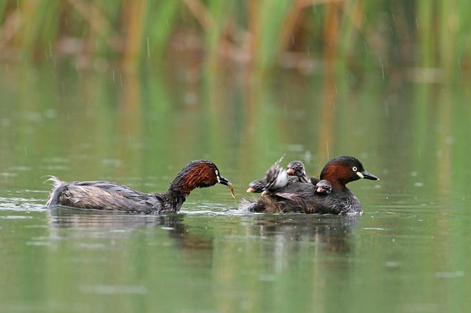 С�G�fһ����