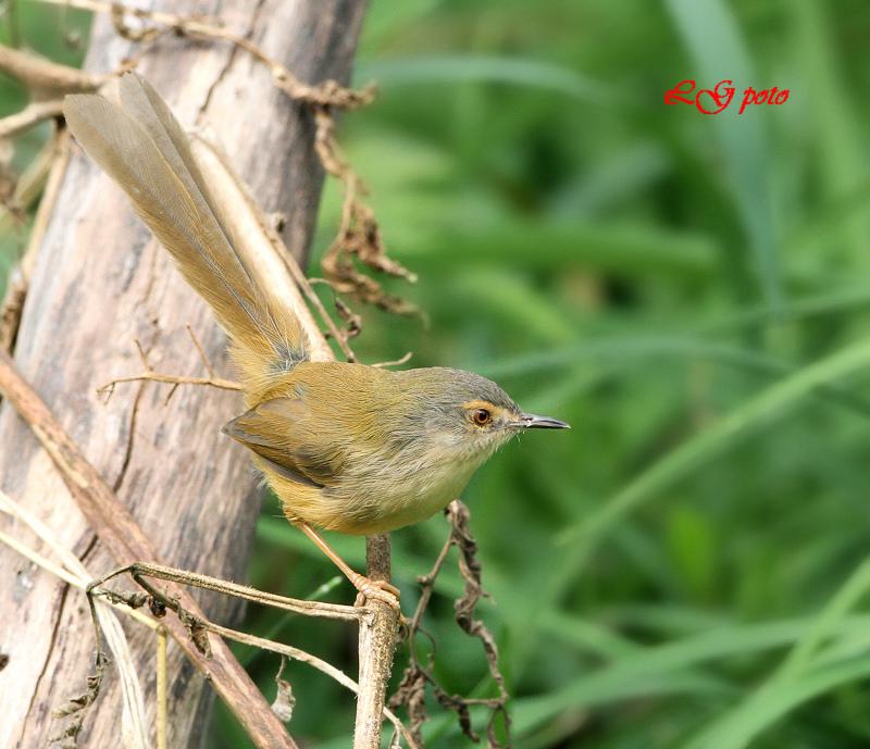 �Ƹ�ɽ��ݺ�����ߴ�С��