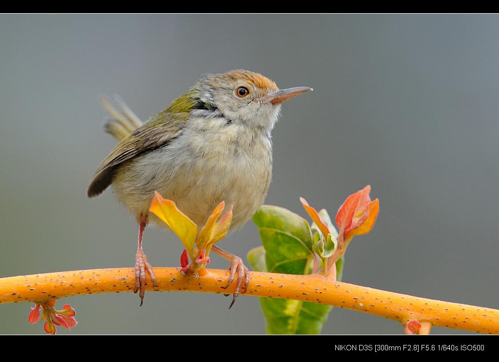 ��β��Ҷݺ������ţ��