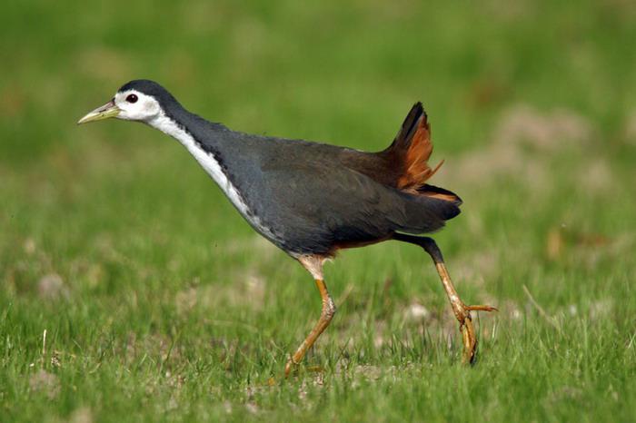 ���ؿ����