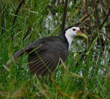 ���ؿ����