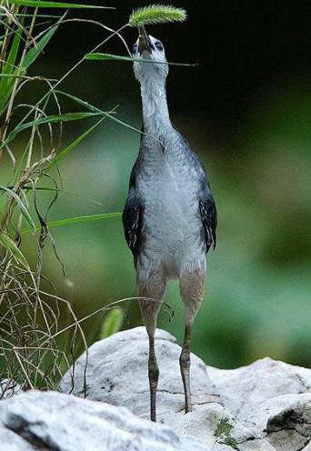 ���ؿ����