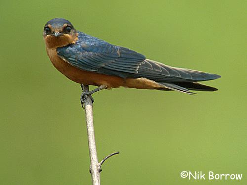 �չ����ͼƬ