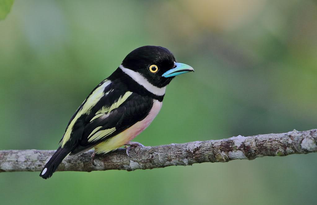 �ڻ���������ӰWahkiao