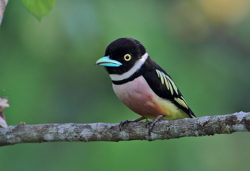 �ڻ���������ӰWahkiao