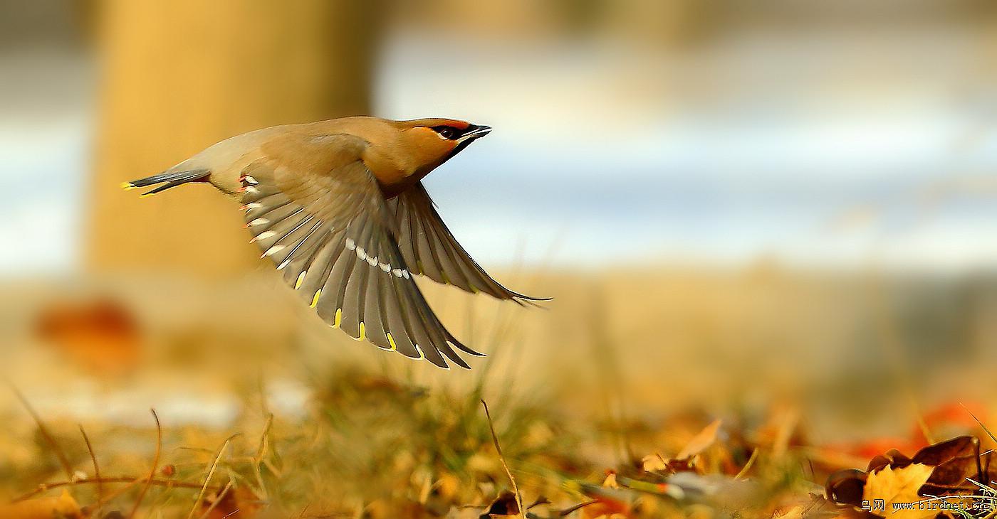 �趯��̫ƽ�����������۽�