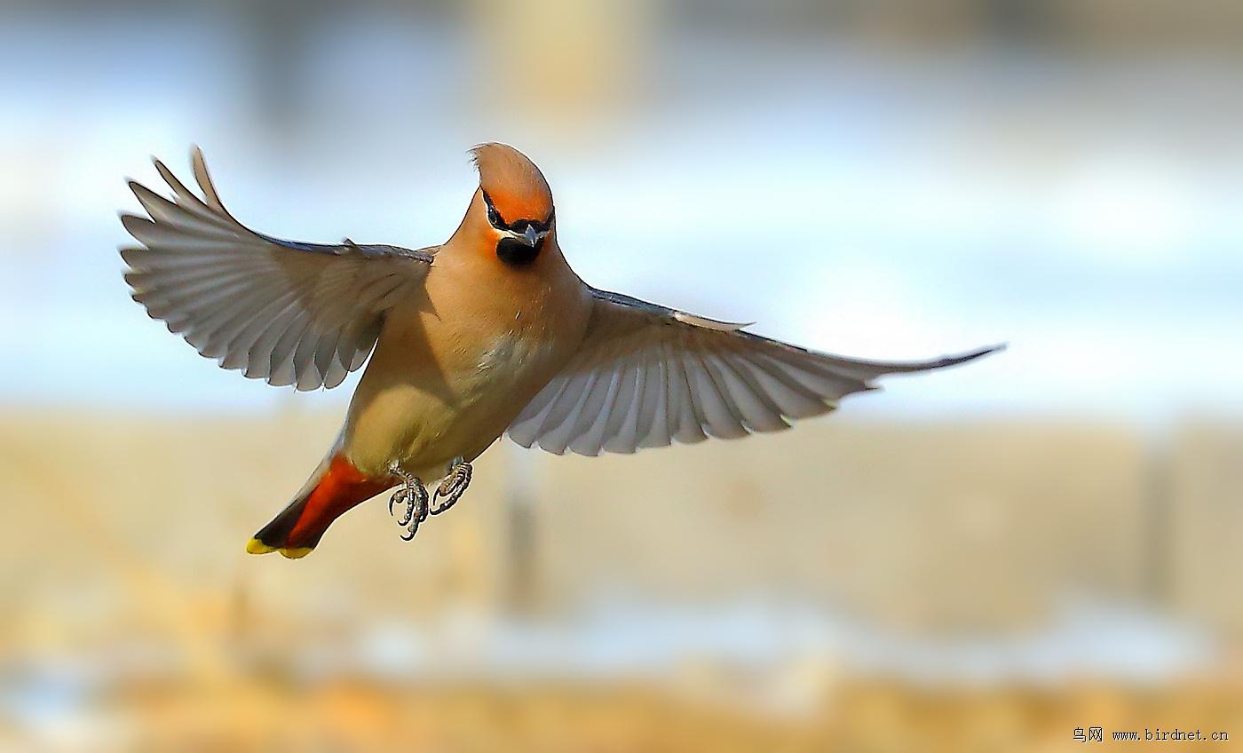 �趯��̫ƽ�����������۽�