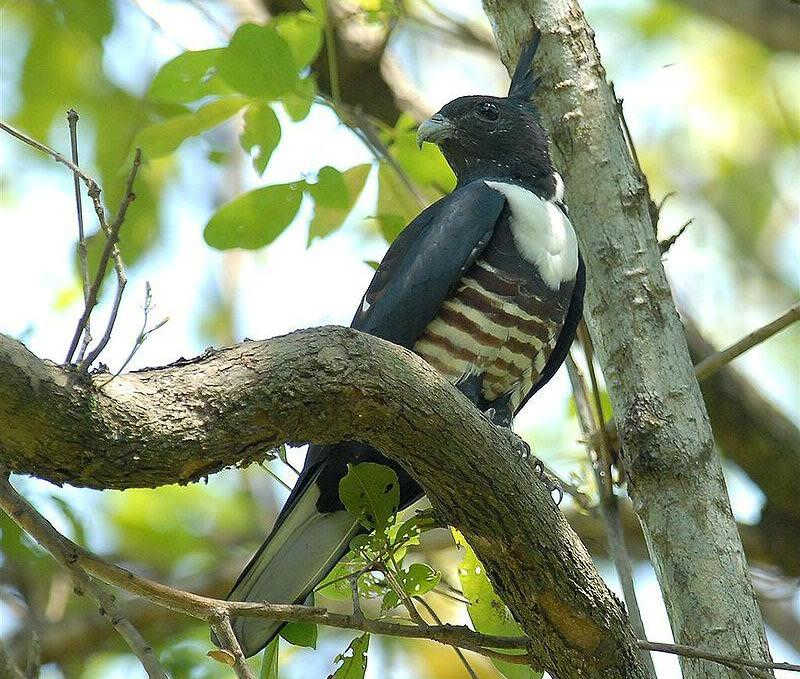 �ڹھ�����ͼƬ