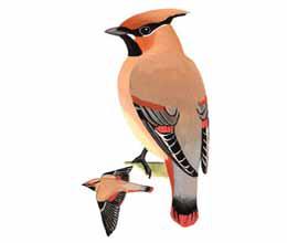 С̫ƽ����̬����ͼ