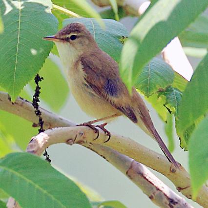 �۳�έݺ��ͼƬ