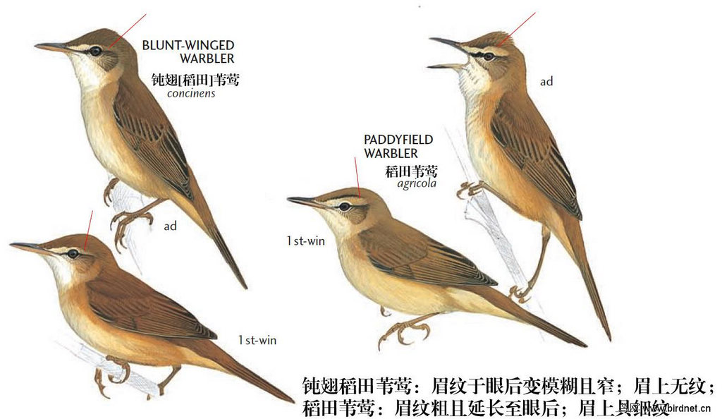 �۳ᵾ��έݺ�͵���έݺ������