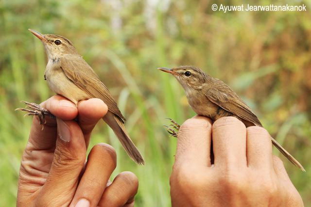 ����έݺ���󣩺Ͷ۳�έݺ���ң�