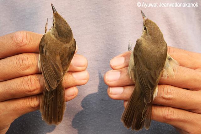 �۳�έݺ������������Բ���Ͳ���έݺ���ң�