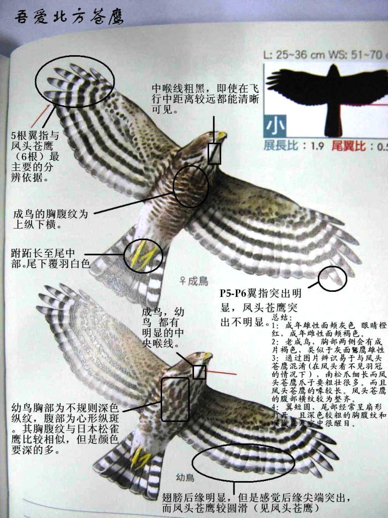 ��ȸӥ��ʶ�����������ᰮ������ӥ