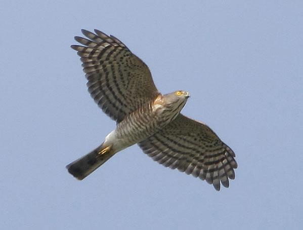 ��ȸӥ���������ͼ