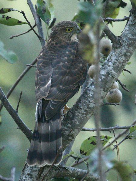 ��ȸӥ������