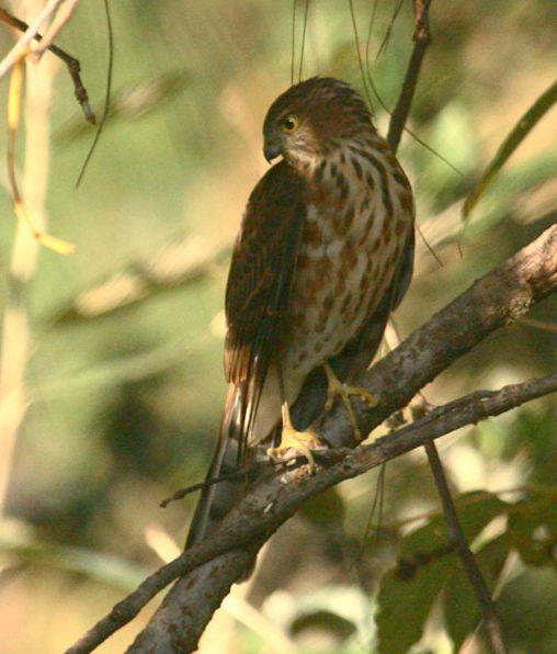 ��ȸӥ������