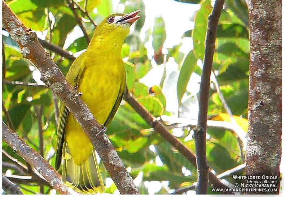 �����Ȼ���ͼƬ