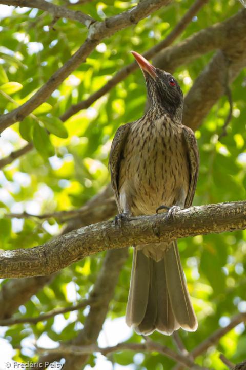 褐鹂 褐鹂的图片