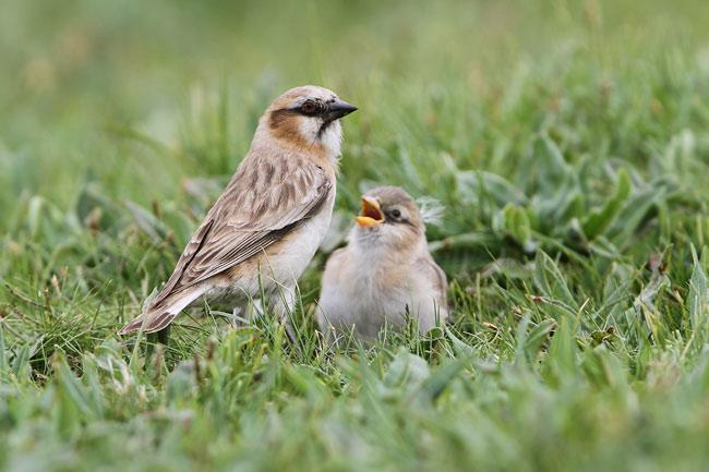 �ؾ�ѩȸ������