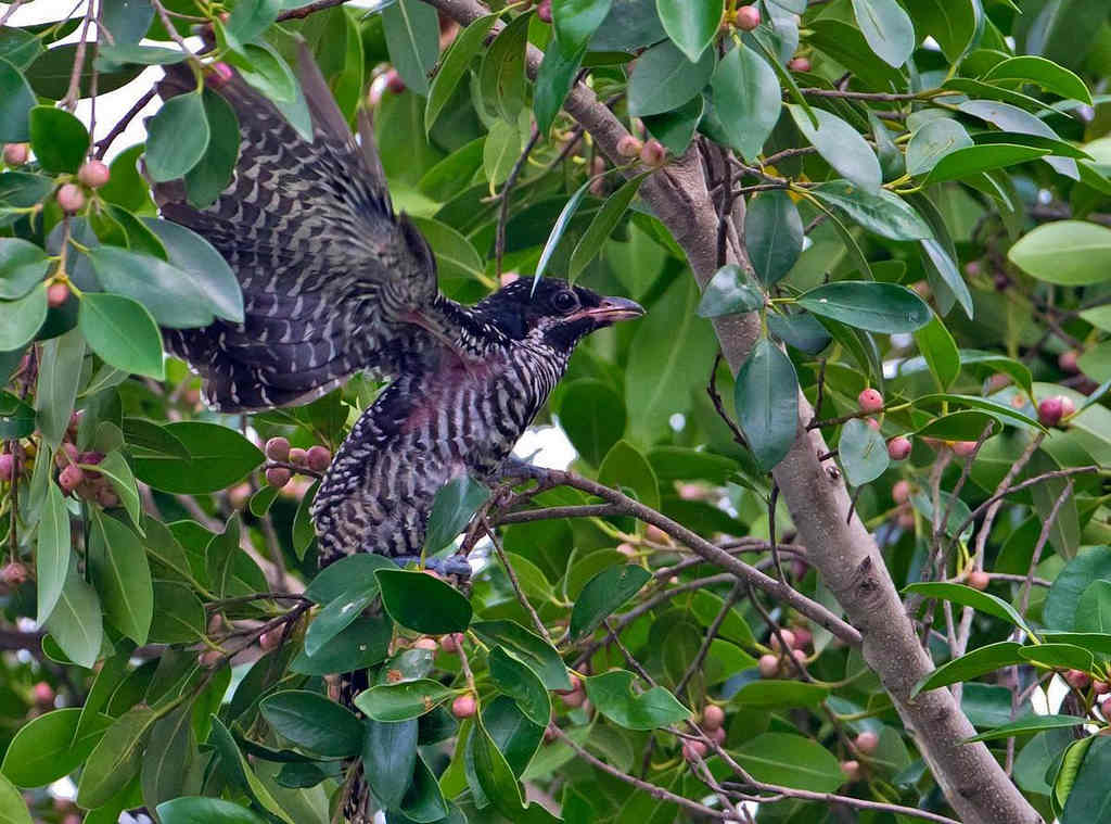 ��飺�����ǳ�