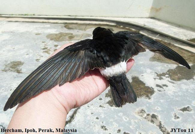 С���������ͼƬ