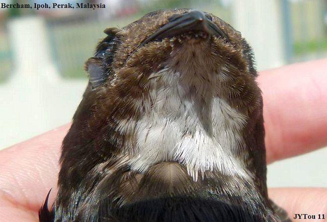 С�������ࣺ����